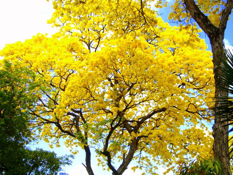 дерево с жёлтыми листьями осенью и голубое небо фото. пожелтевшие деревья. табебуйя золотистая. дерево с желтыми украшениями. большое желтое дерево.