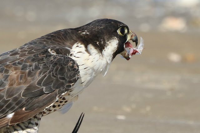 Peregrin Falcon
