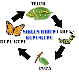 Apa Yang Dimaksud Dengan Metamorfosis Perbedaan Larva Dan Nimfa Kurikulum Pelajaran