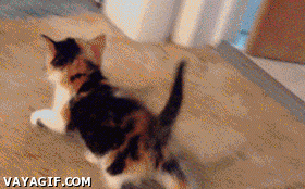 Futuro gato ninja