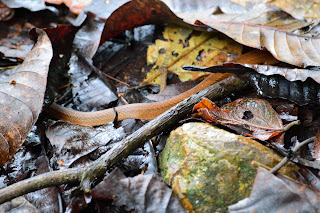 snake hidden in leaves