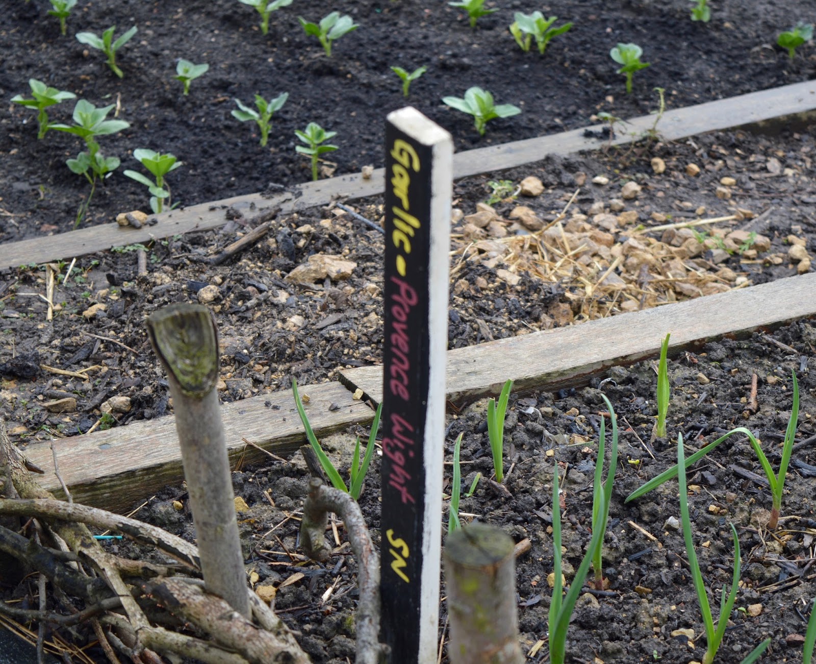 Ouseburn Farm Newcastle | A FREE Place to Take the Kids - wild garlic growing
