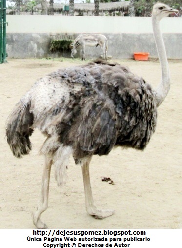 Avestruz hembra Foto de avestruz hembra del Parque de las Leyendas por Jesus Gómez
