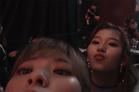 리트리버와 시바견 정연 사나 II