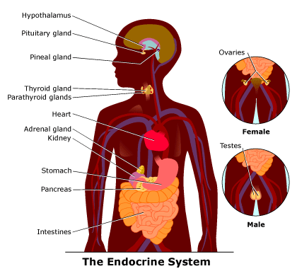 Children's Health: Endocrine System | Child Healthy
