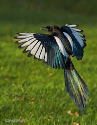 magpie bird birds wings magpies flight winter flying jay rainbow tattoo its pica magnificent ground crows dailymail inches mountain multicolour