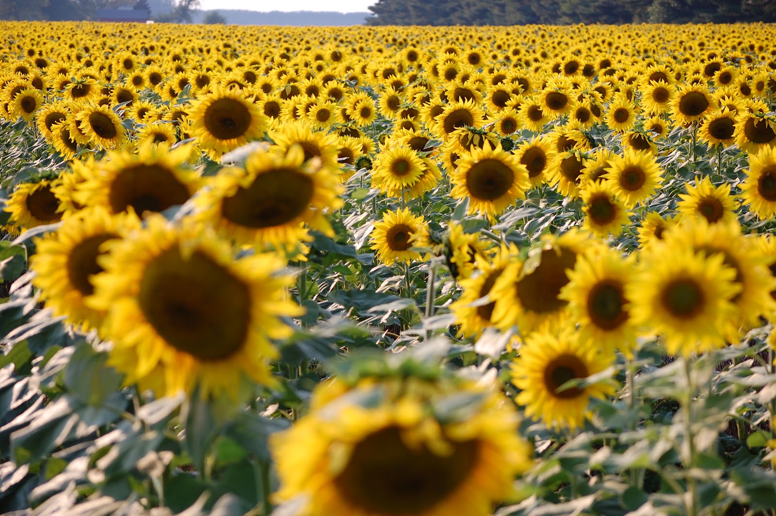 Mundane but Real Sunflowers