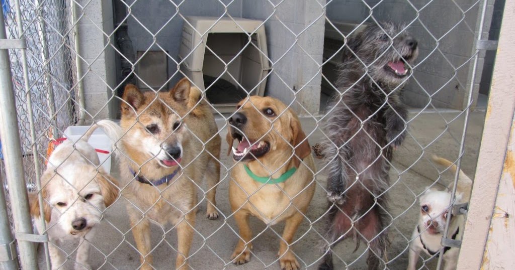 Jersey Rescue Dogs Jersey Rescue Dogs