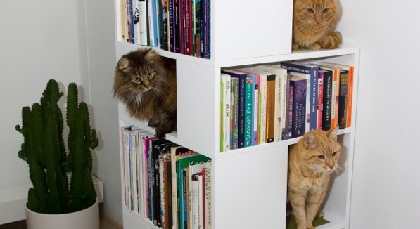 Bookshelf Catcase