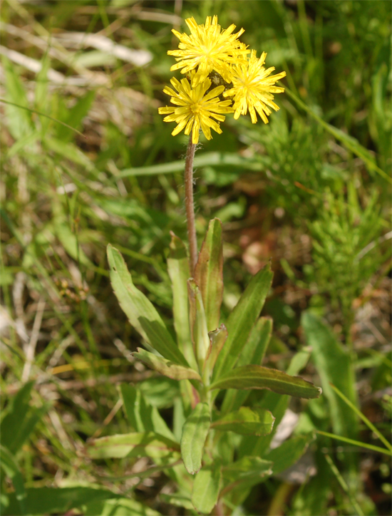 Michigan Wildflowers 2012 May 18 Purple Columbine and False Dandelion