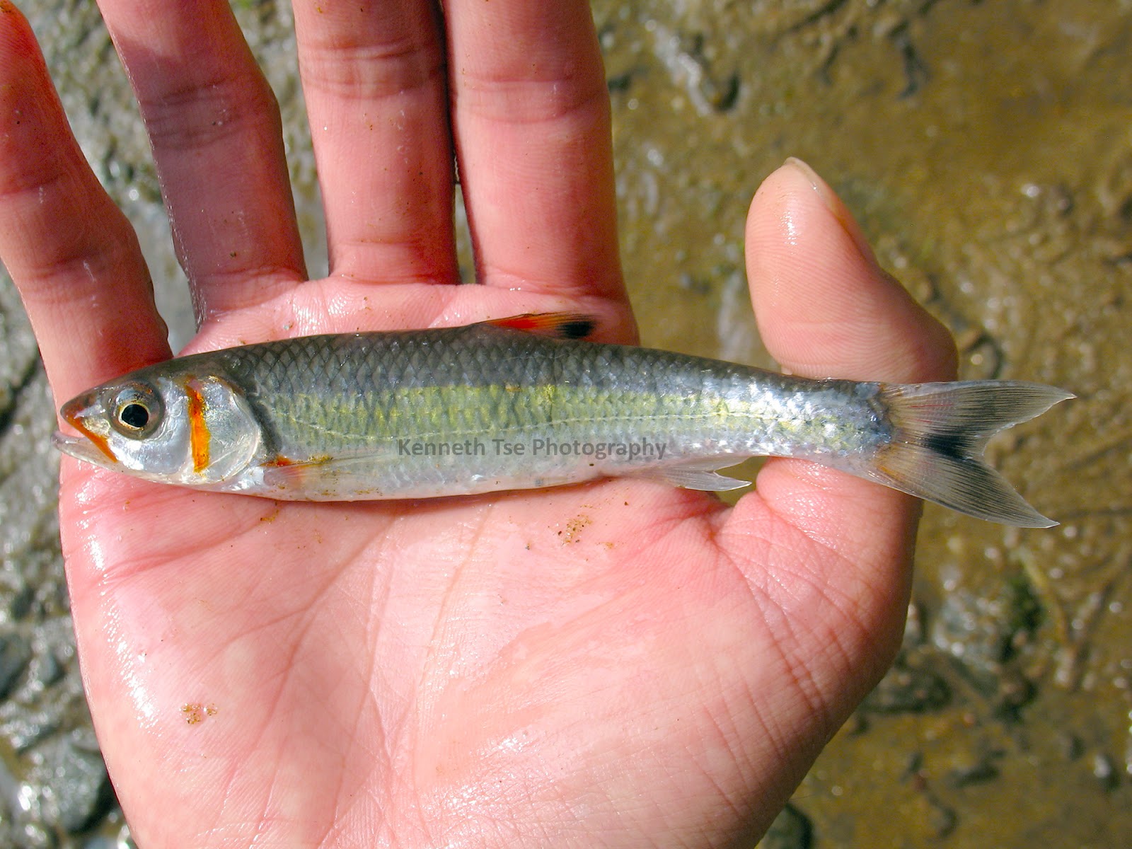 MuskieBait Adventures Lifelist