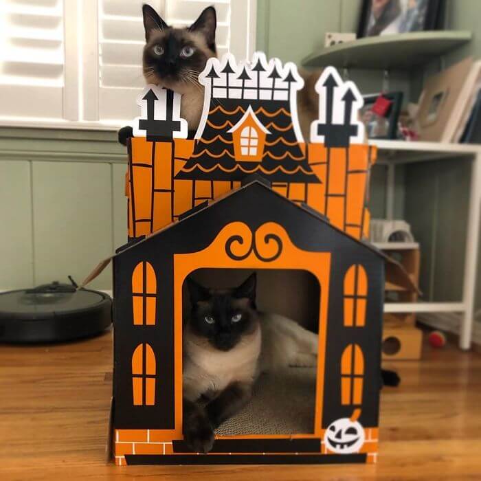 Target Sells Mini Haunted Houses So That Cats Can Celebrate Halloween