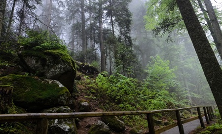 Black Forest - Jerman Hutan-Hutan Paling Misterius di Dunia