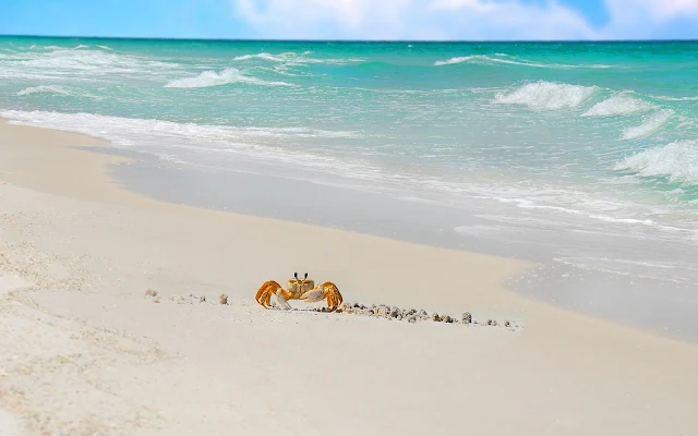 Zomerse wallpaper met strand, zee en krab op het strand