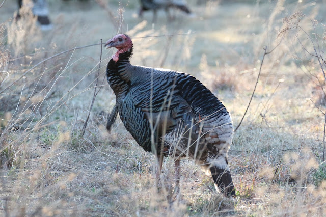 Goulds%2BTurkey%2BHunting%2Bwith%2BAuction%2BTag%2Bin%2BArizona%2Bwith%2BJay%2BScott%2BOutdoors%2Bof%2BColburn%2Band%2BScott%2BOutfitters%2B13.JPG