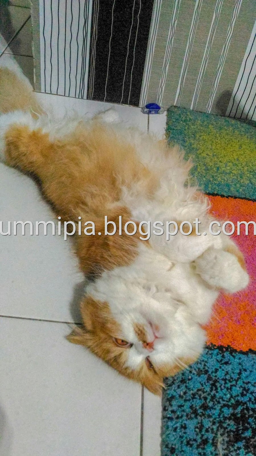 Afzan Sidi Grooming Kucing Di Kuantan