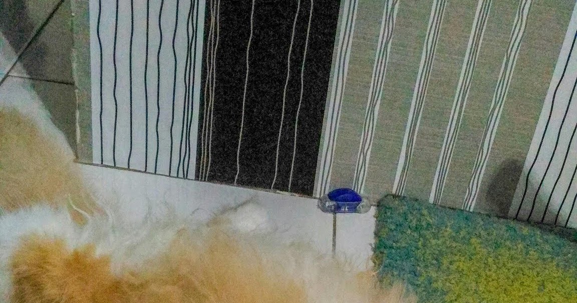 Afzan Sidi Grooming Kucing Di Kuantan