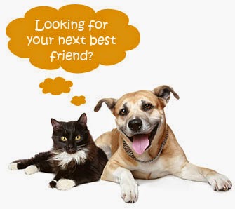 Image result for cat and dog adoption pics