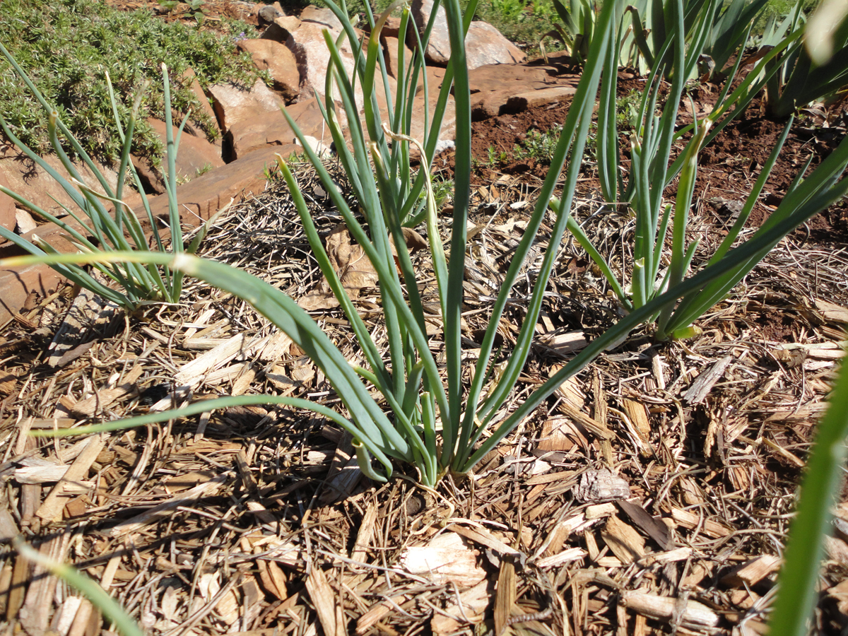 Judy's Good Food Blog 3/1/16