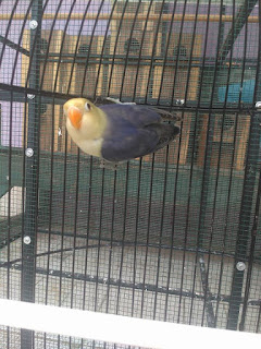 Cara membedakan lovebird import Cara membedakan lovebird import