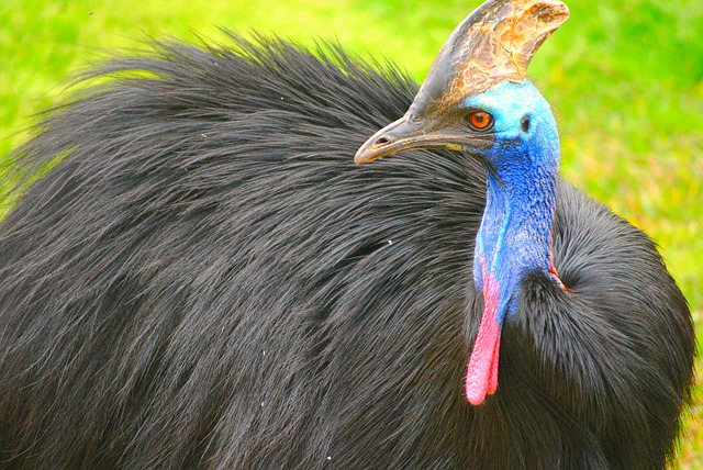 The Most Dangerous Bird Cassowary In The World