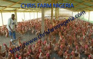 Bankable Business plans/feasibility study on Poultry business Bankable Business plans/feasibility study on Poultry business