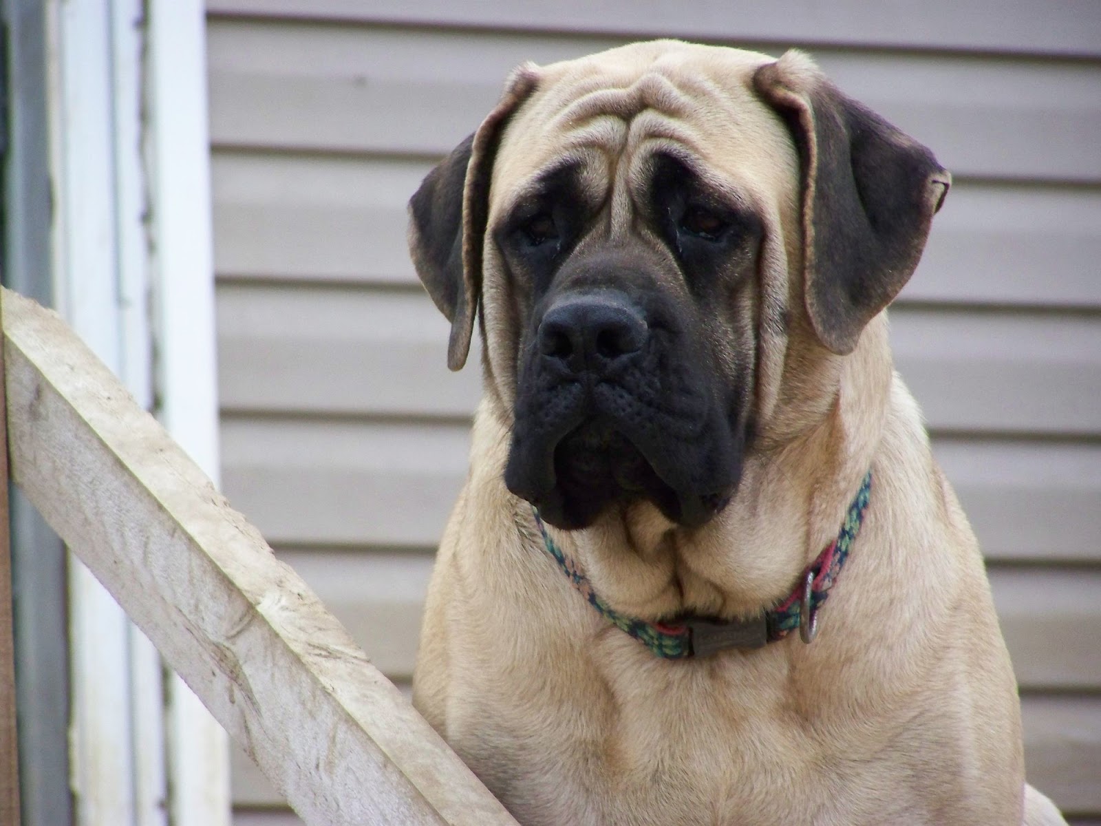 The Biggest Dog Breeds Spanish Mastiff, English Mastiff