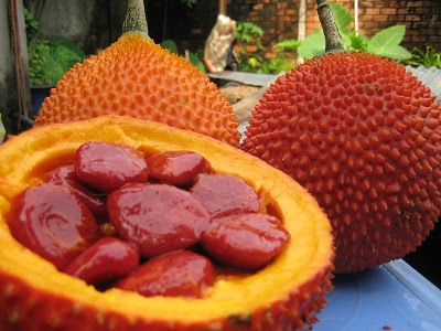 cách chữa bệnh trĩ tại nhà bằng quả gấc cach chua benh tri tai nha bang qua gac