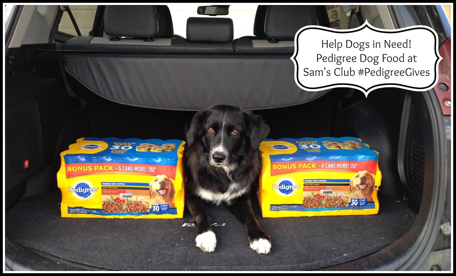 sam's club pedigree canned dog food