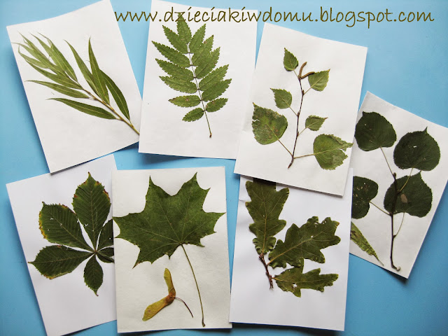 zielnik z liśćmi drzew, jak rozpoznać drzewo po jego liściu - kreatywne zabawy zielnik z liśćmi drzew, jak rozpoznać drzewo po jego liściu - kreatywne zabawy