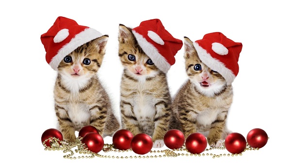 Download Christmas Kittens with Santa Hat Wallpaper