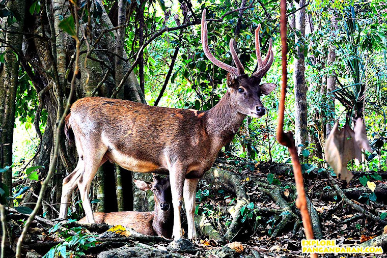 Rusa di Taman Wisata Alam Pangandaran