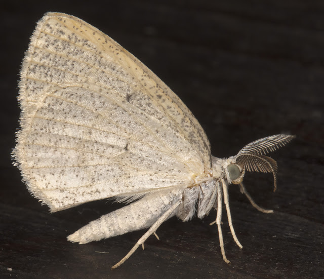 Common Wave, Cabera exanthemata. Sevenoaks Wildlife Reserve, 26 August 2017. Common Wave, Cabera exanthemata. Sevenoaks Wildlife Reserve, 26 August 2017.