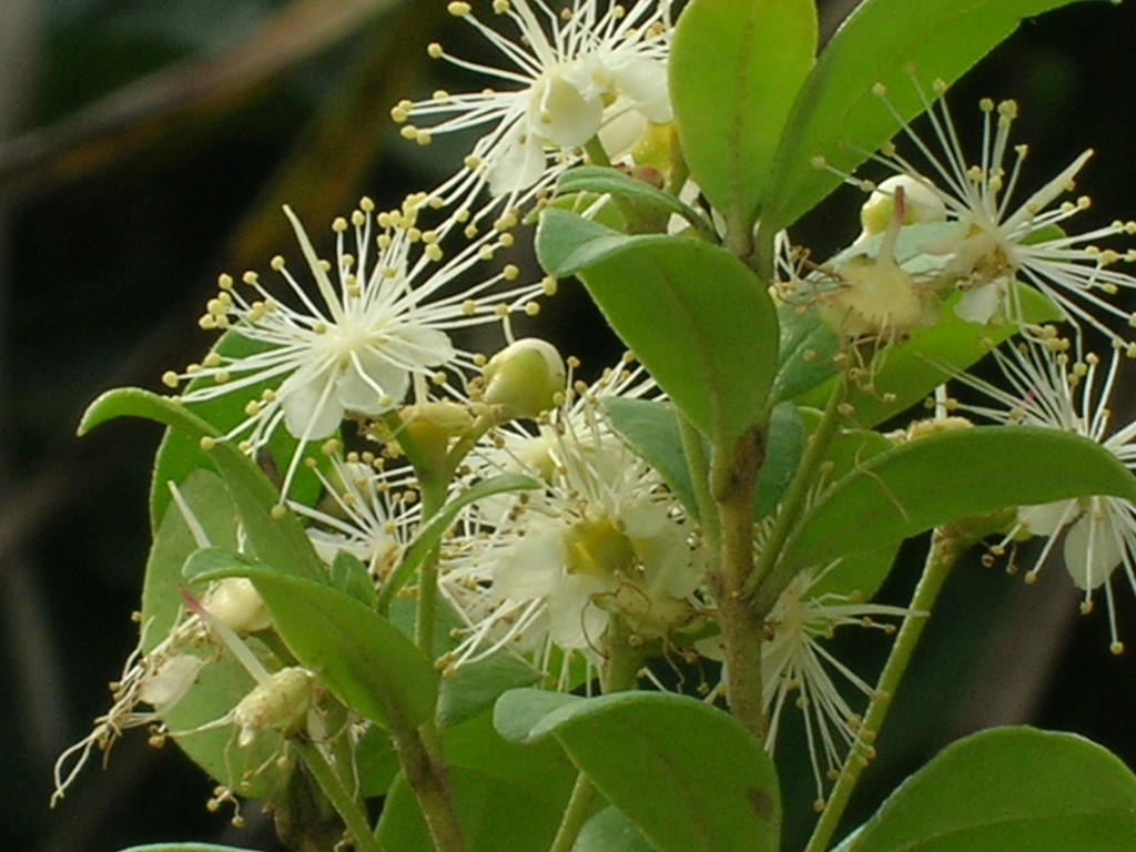 Plant of the Day: Plant of the day is: Myrcianthes fragrans or Simpson ...