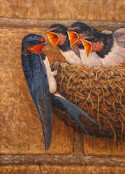 swallows nest swallow birds bird second wildlife artist