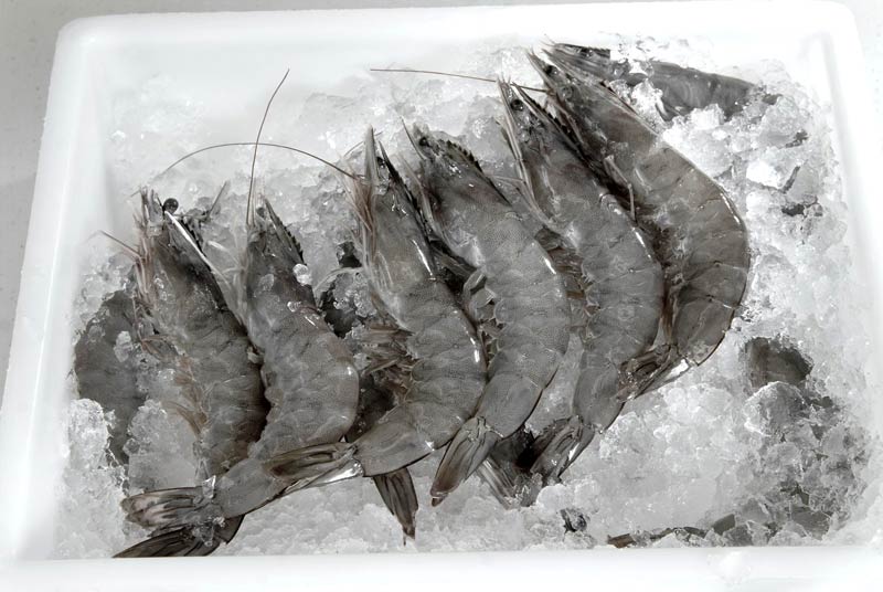 Indonesian Frozen Shrimp Manufacturers Important Information - Frozen ...