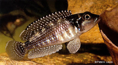 Ciclido Conchicola Nacarado Ciclido Conchicola Nacarado