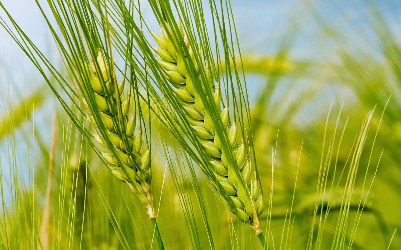 Wheat wallpaper - beautiful desktop wallpapers 2014