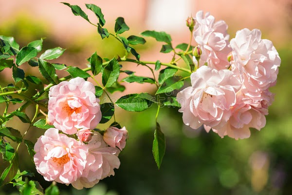 MỞ BÀI VÀ KẾT BÀI HAY TRONG BÀI THI NGỮ VĂN MỞ BÀI VÀ KẾT BÀI HAY TRONG BÀI THI NGỮ VĂN