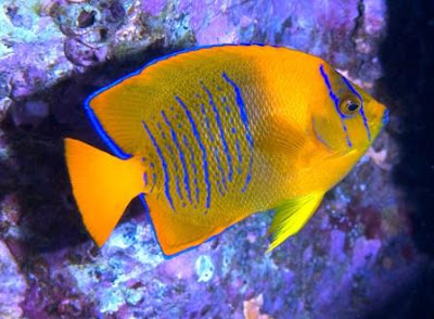 ikan hias Clarion Angelfish ikan hias Clarion Angelfish