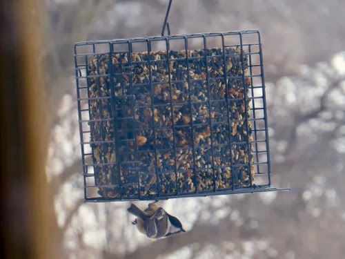 chickadee at bird feeder