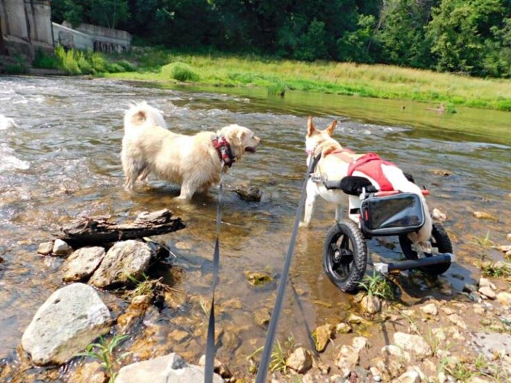 Paralyzed Dog Got Dumped On Street With Broken Wheelchair And Diapers