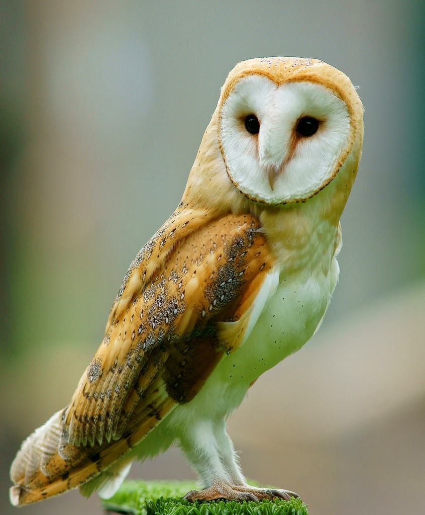 Jenis Burung Hantu Tingkat Kesulitan Memeliharanya Drh Barn Owl Relatif