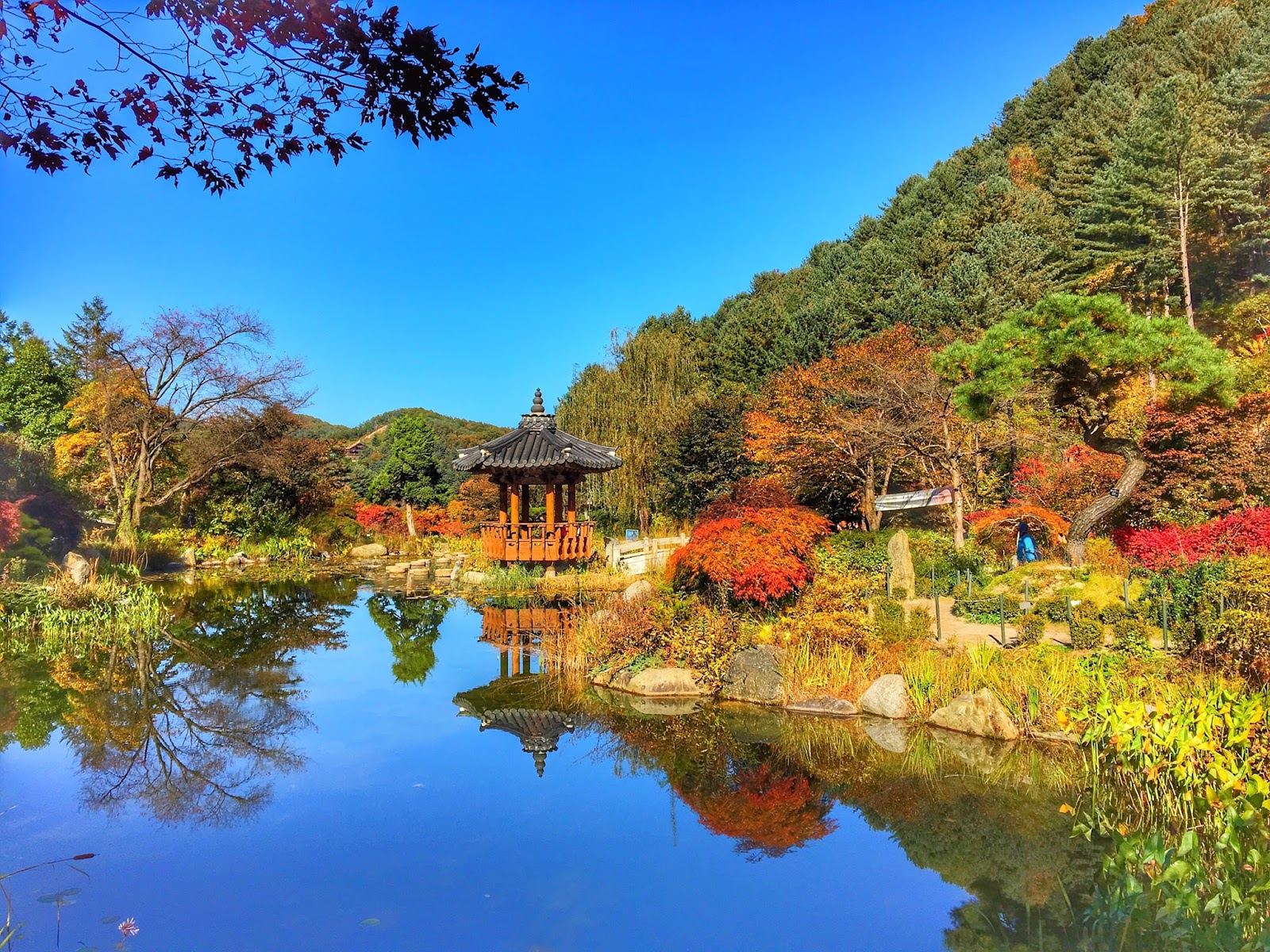 Korea 5/11 - Nami Island, Petite France, The Garden of Morning Calm