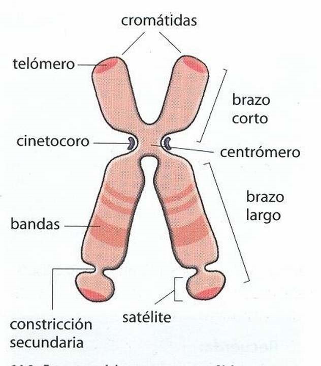 Conceptos De Adn Gen Y Cromosoma