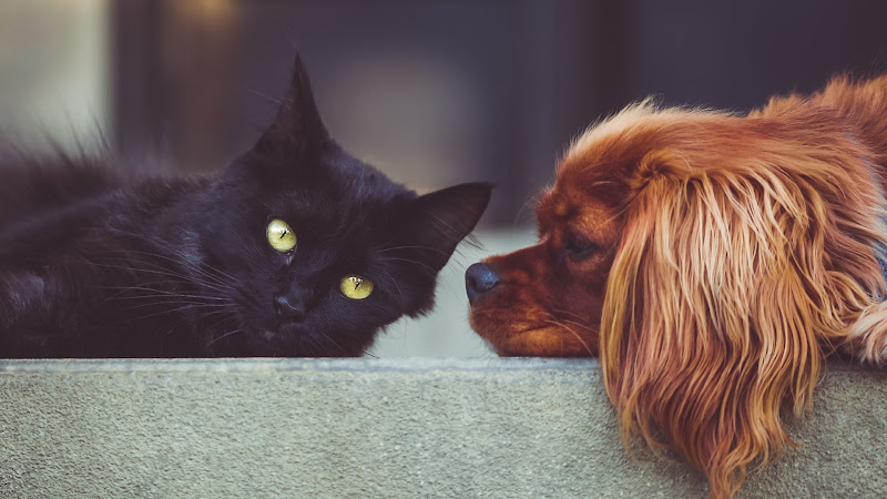 Cute Cat and Dog