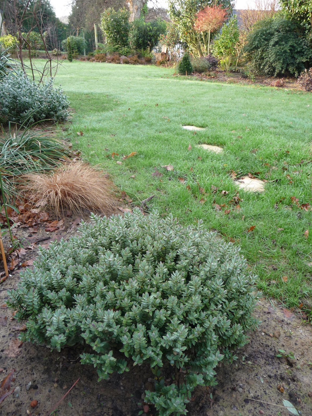 Le Douaire Ile De Vivre Tout Savoir Sur Le Cotoneaster