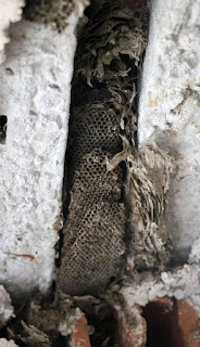 A bees nest in the wall A bees nest in the wall