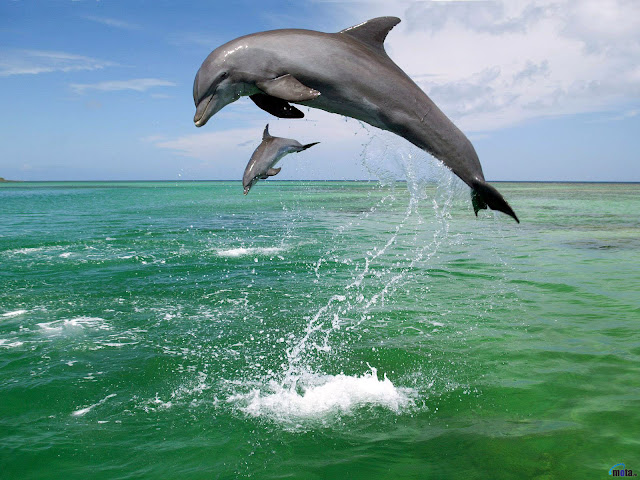 Dolphins Jump