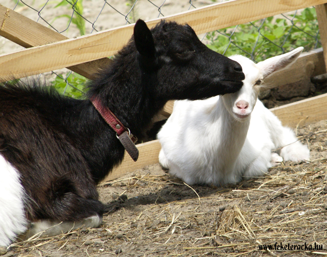 KecskeDeleles01.jpg